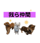 Ivyとお友達のスタンプ2（個別スタンプ：25）