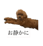 Ivyとお友達のスタンプ2（個別スタンプ：29）