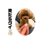 Ivyとお友達のスタンプ2（個別スタンプ：30）
