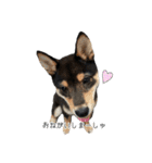 Shiba dog Leman（個別スタンプ：1）