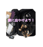 Shiba dog Leman（個別スタンプ：2）