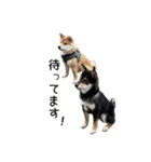 Shiba dog Leman（個別スタンプ：4）
