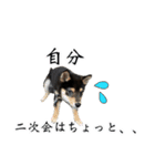Shiba dog Leman（個別スタンプ：6）