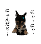 Shiba dog Leman（個別スタンプ：7）