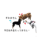 Shiba dog Leman（個別スタンプ：8）