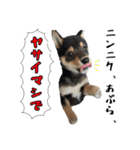 Shiba dog Leman（個別スタンプ：9）