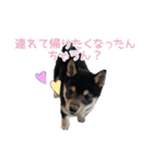 Shiba dog Leman（個別スタンプ：10）