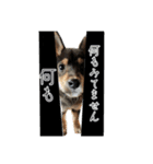 Shiba dog Leman（個別スタンプ：11）
