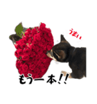 Shiba dog Leman（個別スタンプ：13）