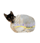 Shiba dog Leman（個別スタンプ：14）