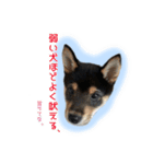 Shiba dog Leman（個別スタンプ：15）
