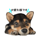 Shiba dog Leman（個別スタンプ：16）