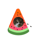 世界一可愛い猫のえまちゃん（個別スタンプ：1）
