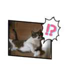 世界一可愛い猫のえまちゃん（個別スタンプ：4）
