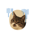 世界一可愛い猫のえまちゃん（個別スタンプ：5）