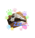 世界一可愛い猫のえまちゃん（個別スタンプ：7）