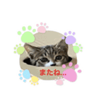 世界一可愛い猫のえまちゃん（個別スタンプ：8）