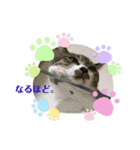 世界一可愛い猫のえまちゃん（個別スタンプ：9）
