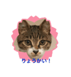 世界一可愛い猫のえまちゃん（個別スタンプ：10）