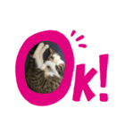 世界一可愛い猫のえまちゃん（個別スタンプ：11）