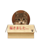 世界一可愛い猫のえまちゃん（個別スタンプ：12）