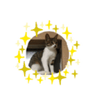 世界一可愛い猫のえまちゃん（個別スタンプ：13）