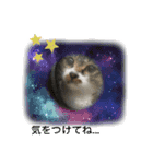 世界一可愛い猫のえまちゃん（個別スタンプ：14）