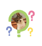 世界一可愛い猫のえまちゃん（個別スタンプ：15）