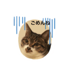 世界一可愛い猫のえまちゃん（個別スタンプ：16）