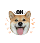 柴犬さだはるとつくね（個別スタンプ：1）