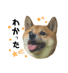 柴犬さだはるとつくね（個別スタンプ：3）