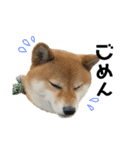 柴犬さだはるとつくね（個別スタンプ：4）
