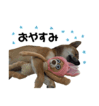 柴犬さだはるとつくね（個別スタンプ：5）