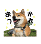 柴犬さだはるとつくね（個別スタンプ：6）
