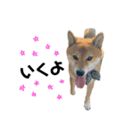 柴犬さだはるとつくね（個別スタンプ：7）
