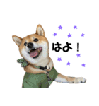 柴犬さだはるとつくね（個別スタンプ：9）