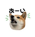柴犬さだはるとつくね（個別スタンプ：10）