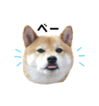 柴犬さだはるとつくね（個別スタンプ：11）