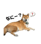 柴犬さだはるとつくね（個別スタンプ：12）