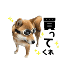 柴犬さだはるとつくね（個別スタンプ：13）