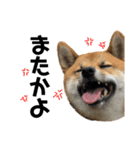 柴犬さだはるとつくね（個別スタンプ：14）