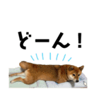 柴犬さだはるとつくね（個別スタンプ：15）