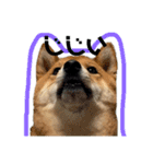 柴犬さだはるとつくね（個別スタンプ：16）
