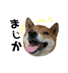 柴犬さだはるとつくね（個別スタンプ：17）