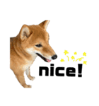 柴犬さだはるとつくね（個別スタンプ：18）