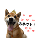 柴犬さだはるとつくね（個別スタンプ：19）