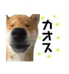 柴犬さだはるとつくね（個別スタンプ：20）