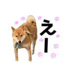 柴犬さだはるとつくね（個別スタンプ：21）