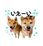 柴犬さだはるとつくね（個別スタンプ：23）