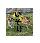 柴犬さだはるとつくね（個別スタンプ：24）
